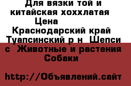 Для вязки той и китайская хоххлатая › Цена ­ 1 500 - Краснодарский край, Туапсинский р-н, Шепси с. Животные и растения » Собаки   